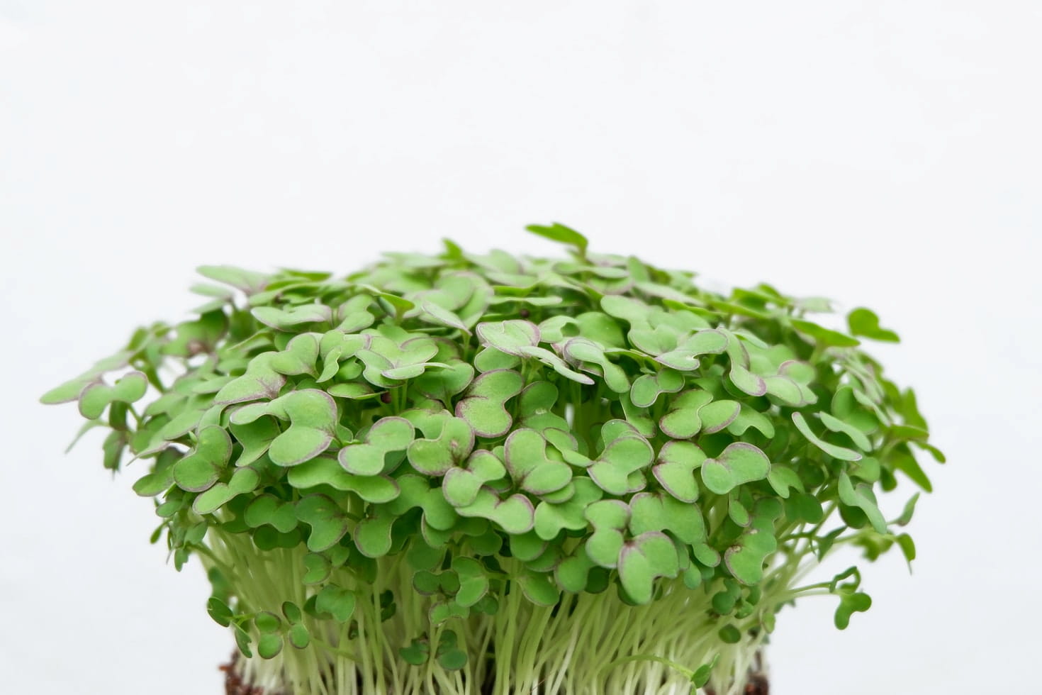 microgreens